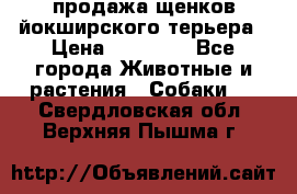 продажа щенков йокширского терьера › Цена ­ 25 000 - Все города Животные и растения » Собаки   . Свердловская обл.,Верхняя Пышма г.